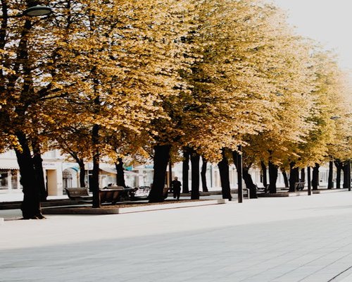 Person walking along a beautiful city street with trees